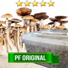 images/productimages/small/PF Original - mushroom growkit.jpg